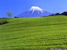 富士市の茶畑｜新緑が美しい5月がお勧めの撮影月