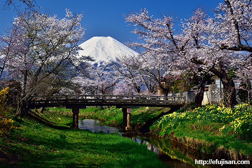 忍野村で撮影した桂川沿いの桜と富士山｜春