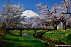 忍野村桂川沿いに咲く桜は参宮橋と富士山を同時に見ることができる絶景ポイント