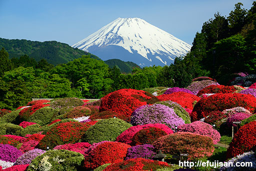 箱根山のホテル｜大つつじと富士山