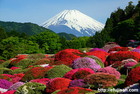 箱根山のホテルは大きなツツジと富士山があります。
