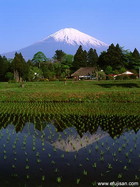 田園に写る逆さ富士と稲