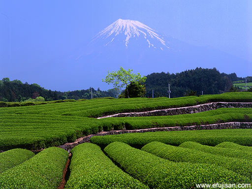 富士山｜茶畑｜春