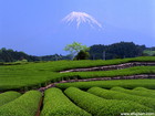 春霞の富士山と茶畑｜扇風機が無い