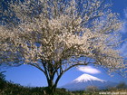 1本の大きな白梅が咲き乱れた富士宮市内