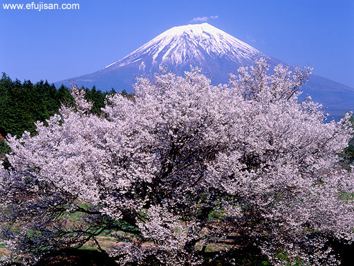 孤高に咲く｜桜｜富士山｜春