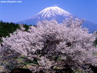 朝霧高原で満開の桜と富士山コラボレーション
