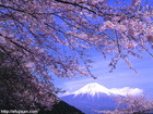 田貫湖の桜の撮影お勧め時間は午後が良いでしょう