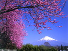 芝川町で咲くももの花と富士山