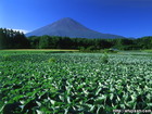 キャベツ畑と富士山