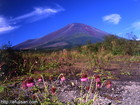 山梨県梨ケ腹で撮影した富士アザミと富士山