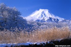 忍野村桂川沿いの人気の撮影ポイント｜富士山と霧氷