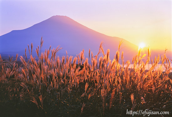 山梨県南都留郡山中湖 パノラマ台で撮影したススキと富士山