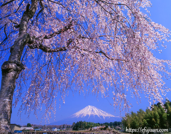 静岡県富士宮市杉田で撮影した枝垂れ桜と富士山