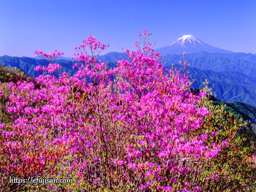 山梨県甲州市 三窪高原で撮影したミツバツツジと富士山