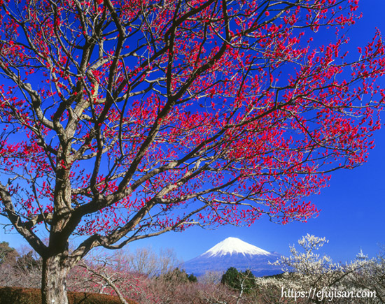 静岡県富士市 岩本山公園で撮影した勾配と富士山