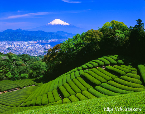 静岡県静岡市清水区で撮影した茶畑と富士山
