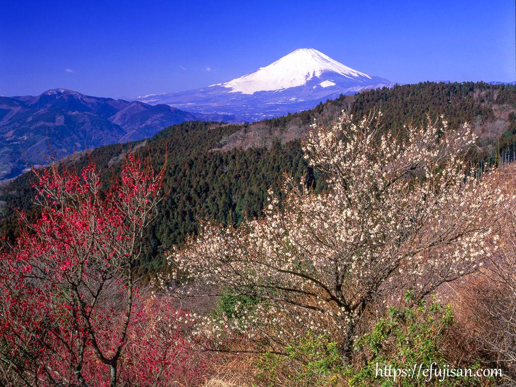 神奈川県足柄上郡松田町で撮影した紅梅と白梅と富士山