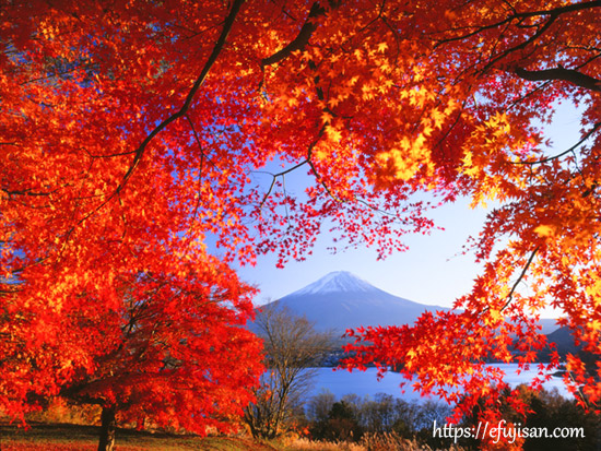 山梨県南都留郡富士河口湖町で撮影した紅葉と富士山