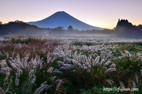 静岡県富士宮市 朝霧高原で撮影したエノコロクサと富士山