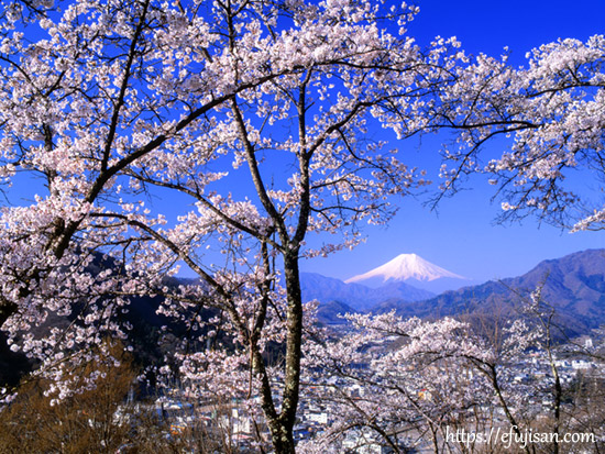 山梨県大月市 岩殿山で撮影した桜と富士山