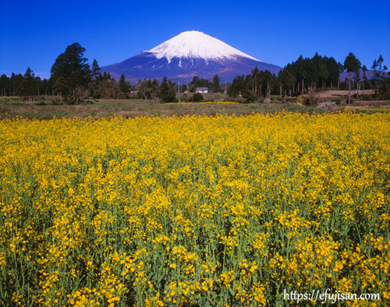 静岡県御殿場市で撮影した菜の花と富士山