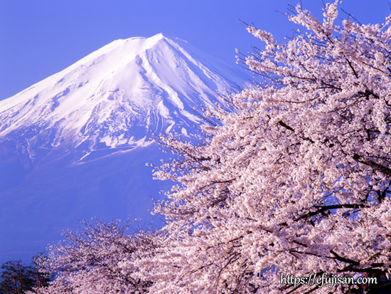 山梨県南都留郡河口湖町で撮影した桜と富士山