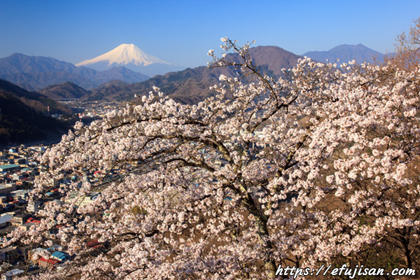 岩殿山からの桜と富士山２