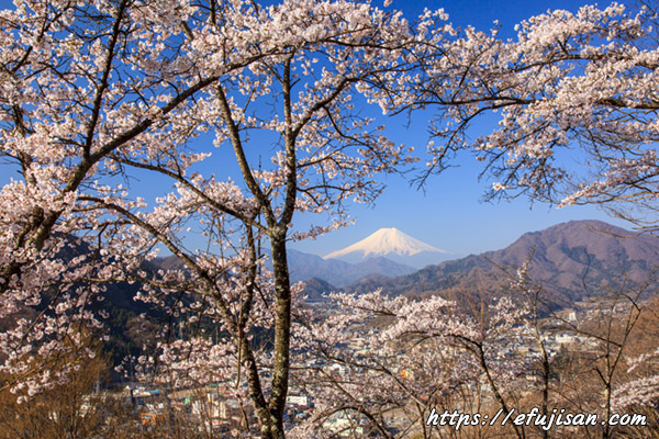 岩殿山からの桜と富士山１