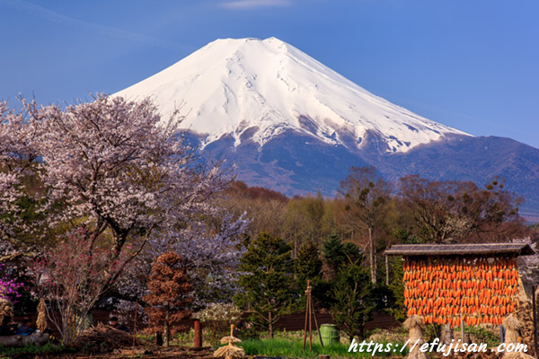 蕎麦屋琵琶付近で撮影した桜と富士山