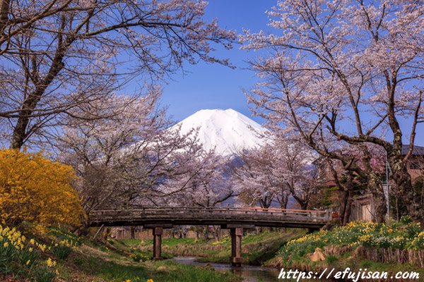 桂川付近え撮影した桜と富士山