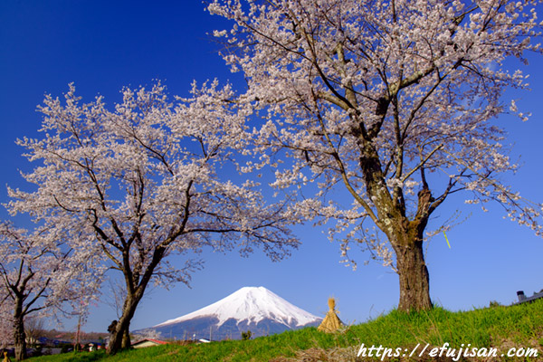 新名庄川から望む桜と富士山
