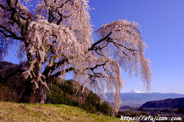 乙ケ妻からの枝垂れ桜と富士山１