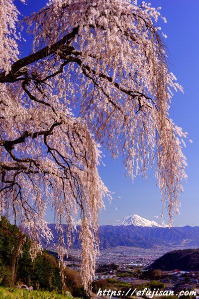 乙ケ妻からの枝垂れ桜と富士山２