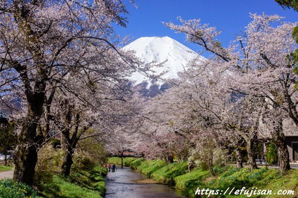 山梨県内の桜と富士山