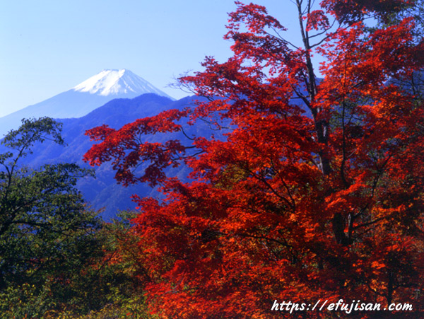 紅葉と富士山／大峠