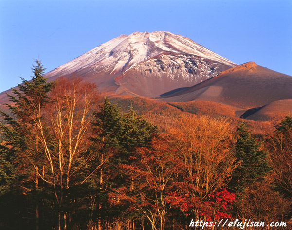 紅葉と富士山／水ケ塚公園
