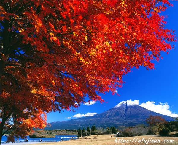 紅葉と富士山／田貫湖