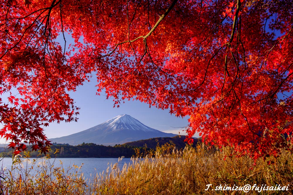 河口湖の紅葉と富士山２