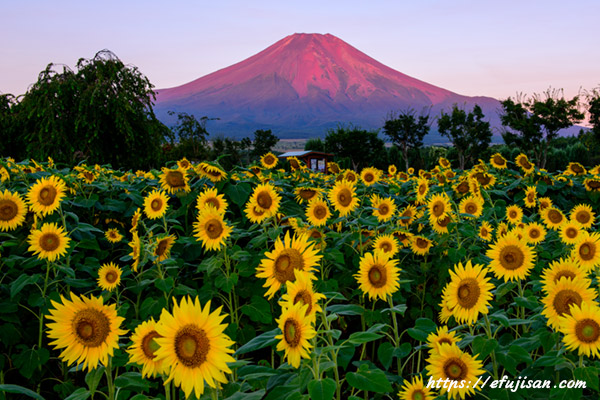 花の都公園からのひまわりと赤富士