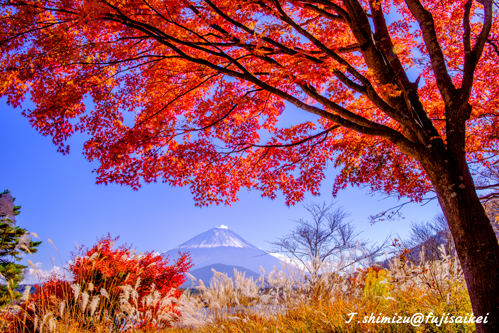 紅葉と富士山／精進湖