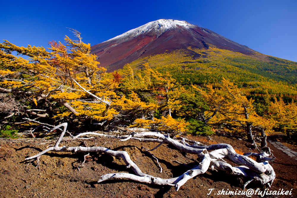 紅葉と富士山／奥庭
