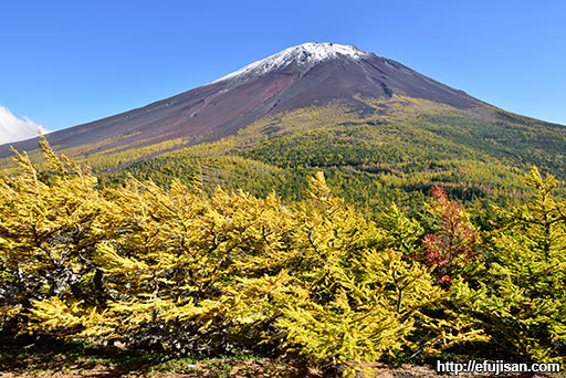 山梨県奥庭で撮影した紅葉と富士山