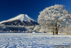 雪景富士（山梨県花の都公園）