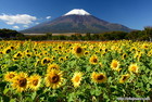 富士山写真｜【花】ひまわり
