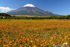 富士山写真｜【花】オレンジフレア
