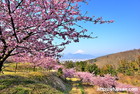 富士山写真｜桜