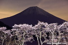 富士山写真｜夜景｜桜