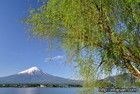 富士山写真｜新緑