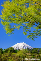 富士山写真｜新緑